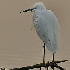 Aigrette garzette