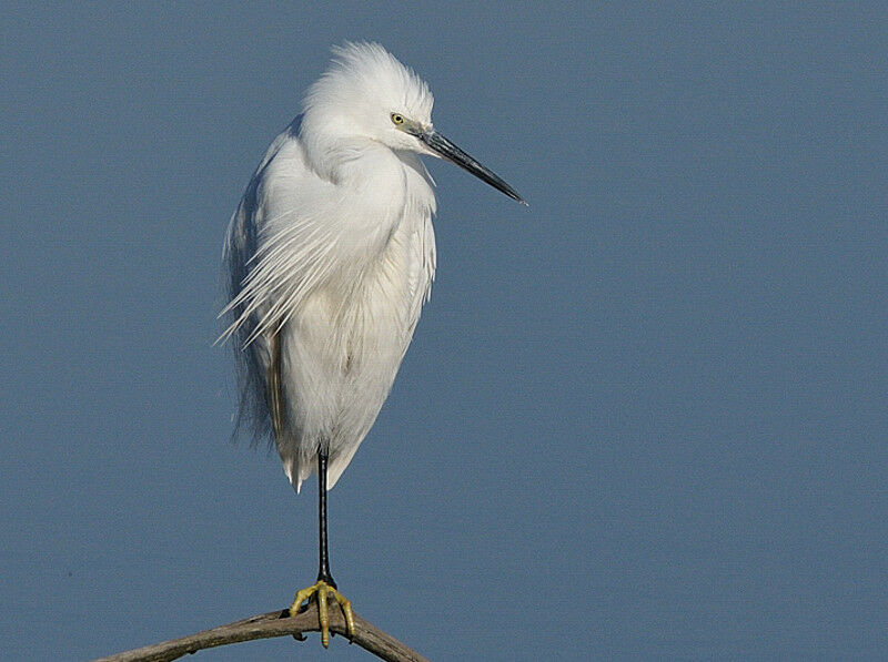 Aigrette garzetteadulte