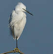 Aigrette garzette