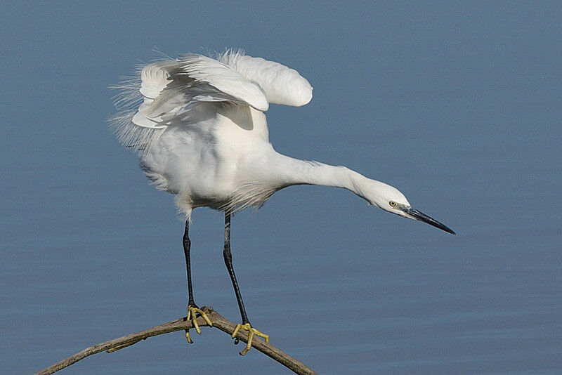 Aigrette garzetteadulte