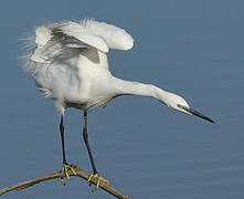 Aigrette garzette