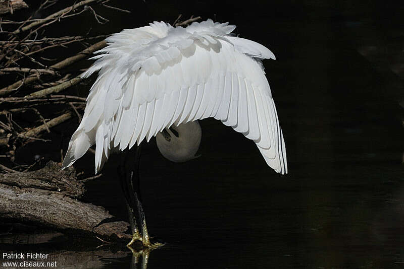 Little Egretadult, care, aspect