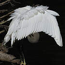 Little Egret