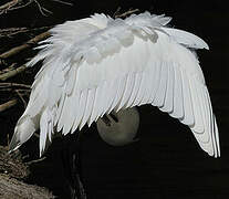 Little Egret