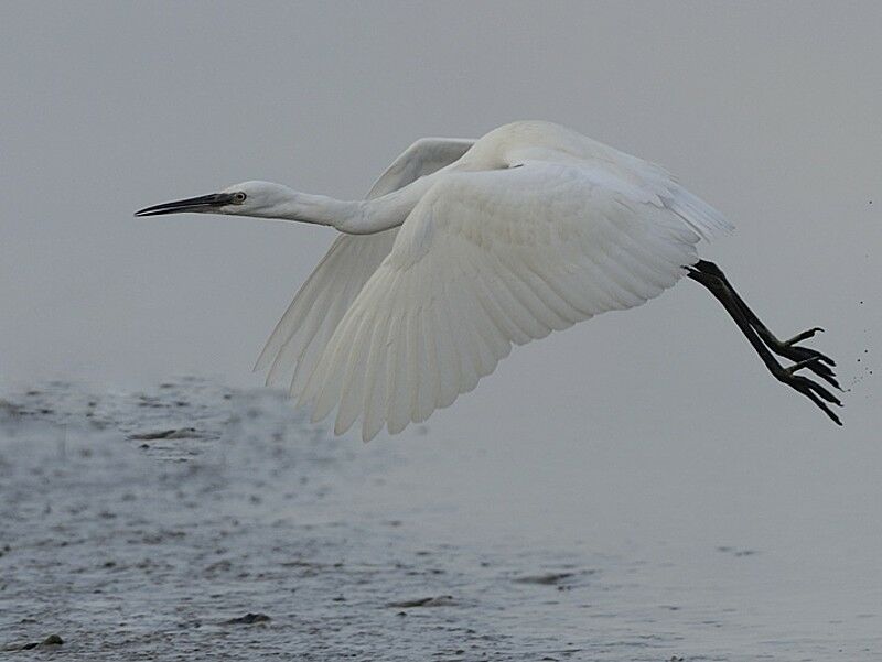 Aigrette garzetteadulte