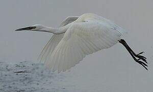 Aigrette garzette