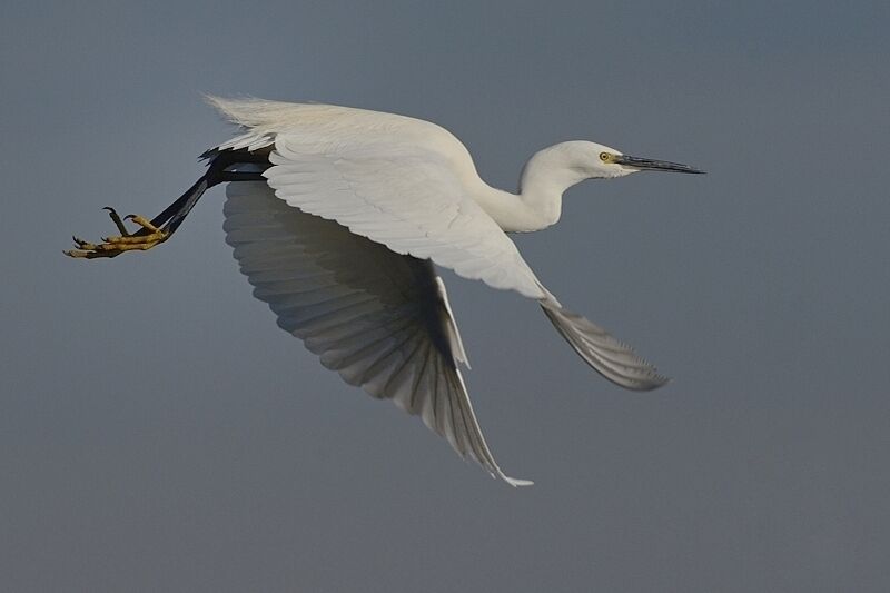 Aigrette garzetteadulte