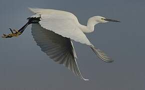 Little Egret