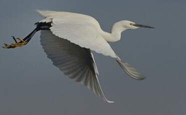 Aigrette garzette