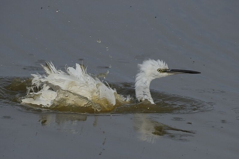 Aigrette garzetteadulte