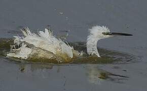 Little Egret