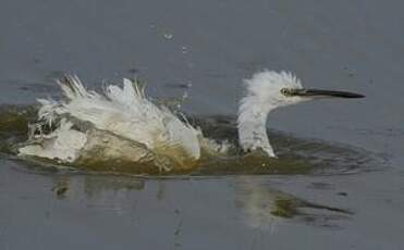 Aigrette garzette