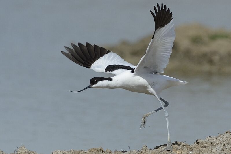 Pied Avocetadult, Flight, Reproduction-nesting