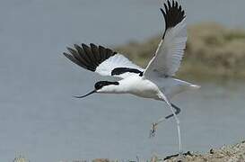 Pied Avocet