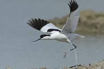 Avocette élégante