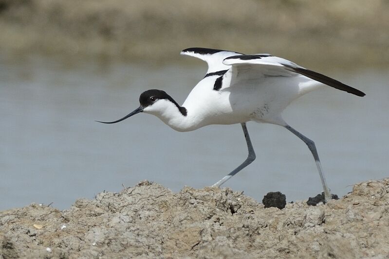 Avocette éléganteadulte nuptial, habitat