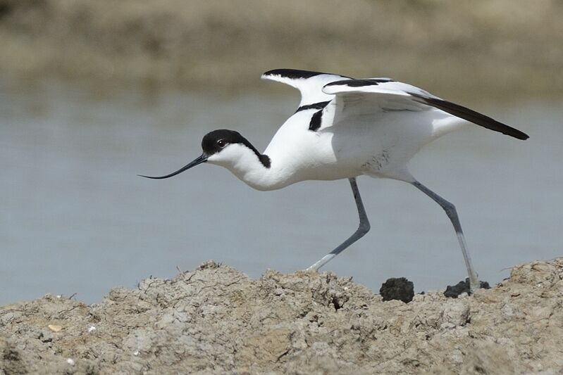 Pied Avocetadult breeding, habitat