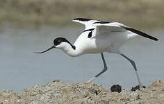 Avocette élégante