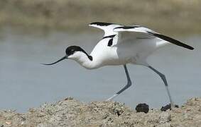 Pied Avocet