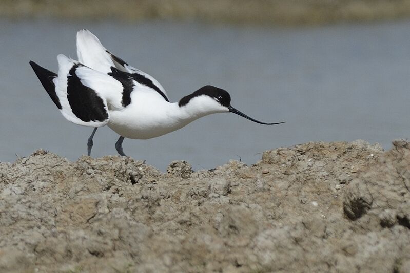 Avocette éléganteadulte nuptial, Nidification