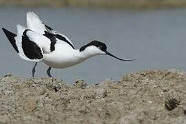 Pied Avocet