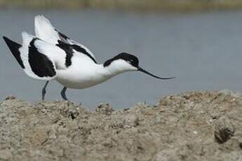 Avocette élégante