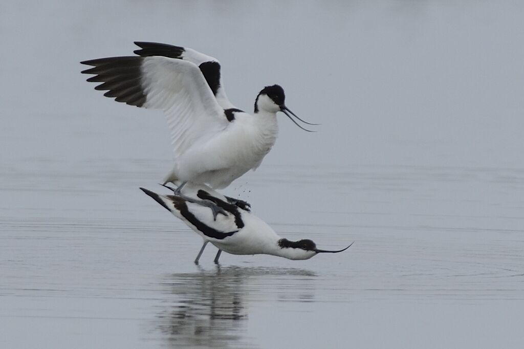 Avocette éléganteadulte nuptial, accouplement.