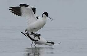 Avocette élégante