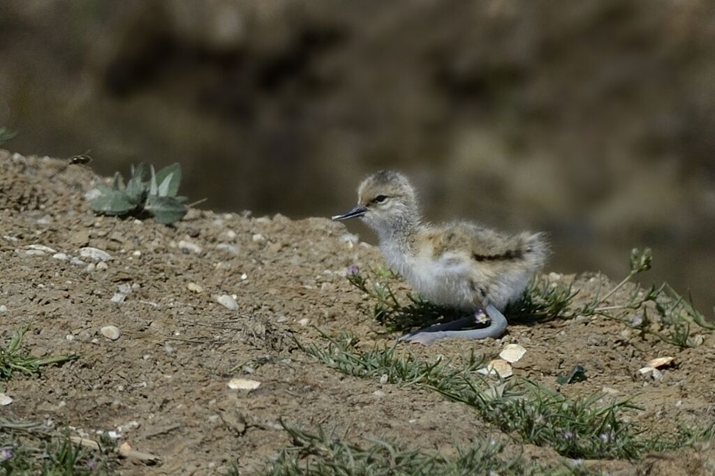 Avocette élégantePoussin, identification