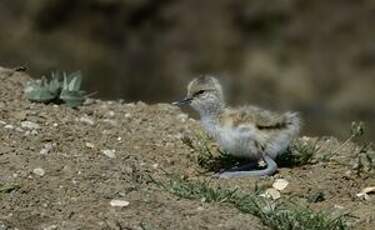 Avocette élégante