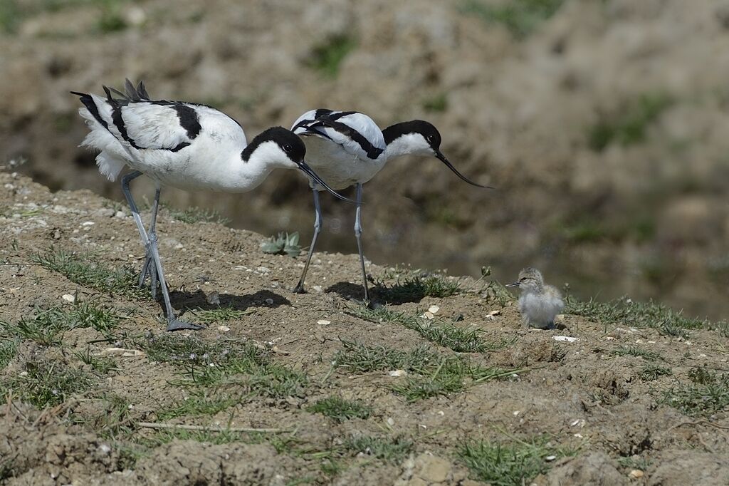 Avocette élégante, habitat