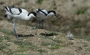 Pied Avocet