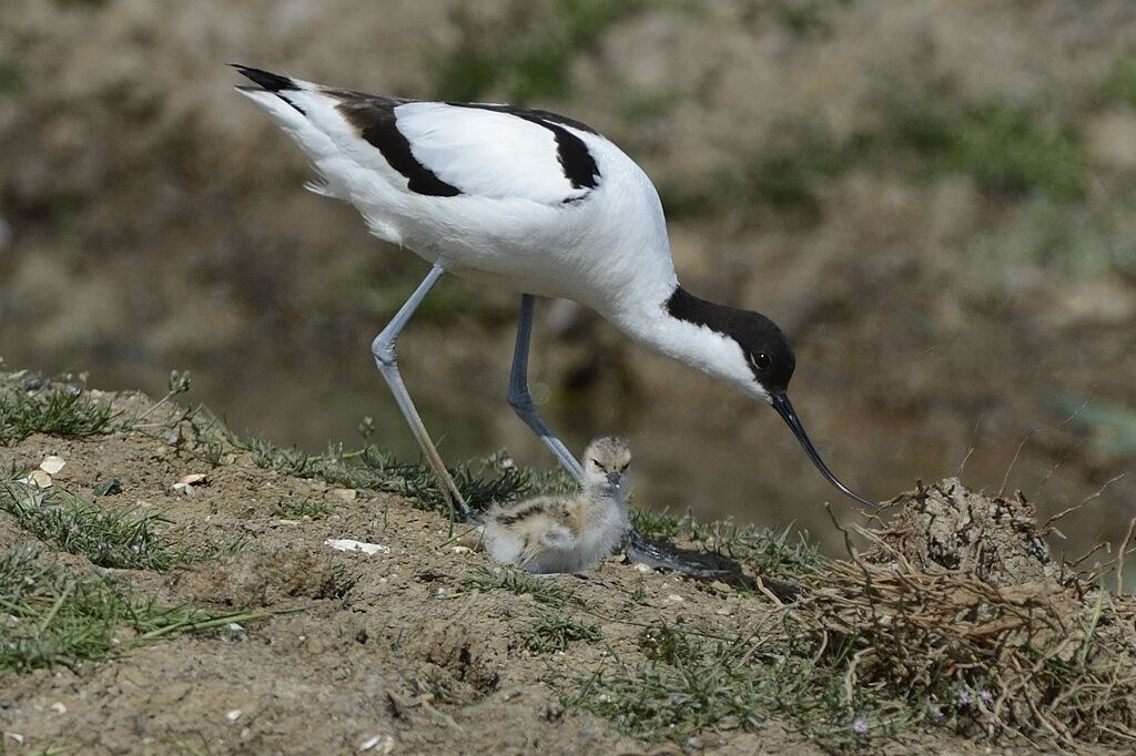 Pied Avocet, habitat