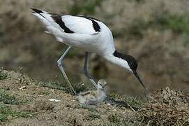 Avocette élégante