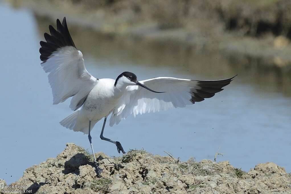 Pied Avocetadult breeding, Flight