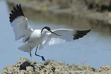 Avocette élégante