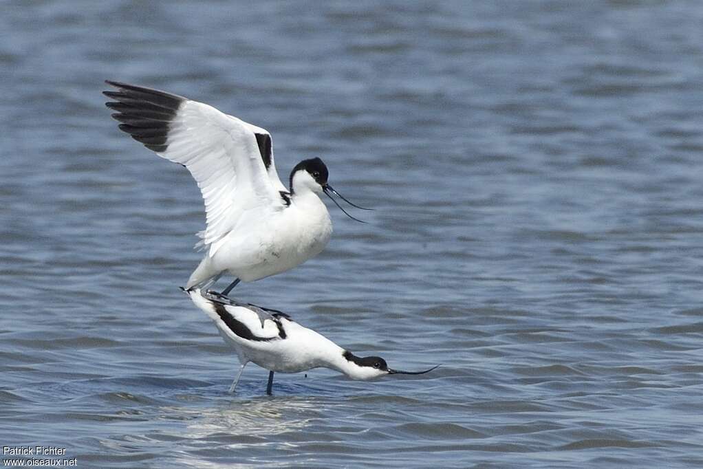 Pied Avocetadult breeding, mating.