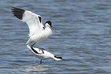 Avocette élégante