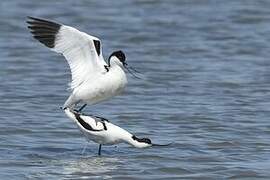 Pied Avocet