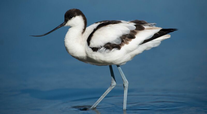 Pied AvocetFirst year, close-up portrait