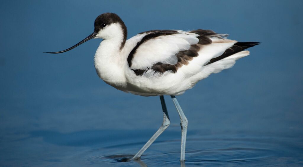 Avocette élégante1ère année, portrait