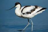 Avocette élégante