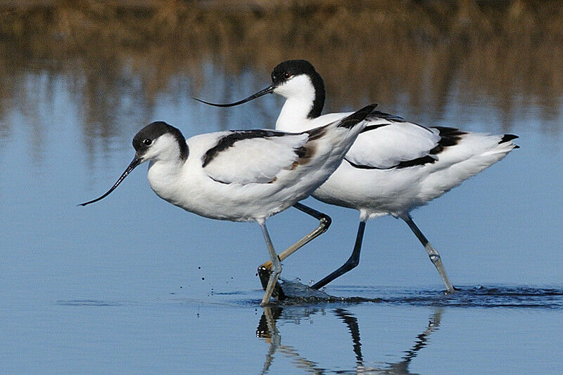 Avocette éléganteadulte