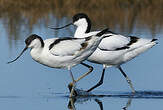 Avocette élégante