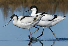 Avocette élégante