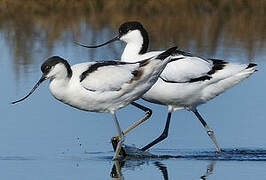 Pied Avocet