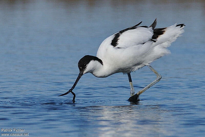 Pied Avocetadult, feeding habits, fishing/hunting