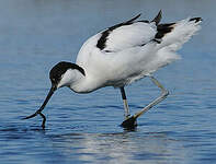 Avocette élégante