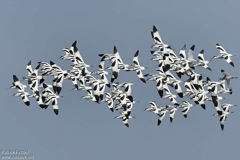 Pied Avocetadult post breeding, Flight