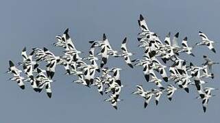 Avocette élégante